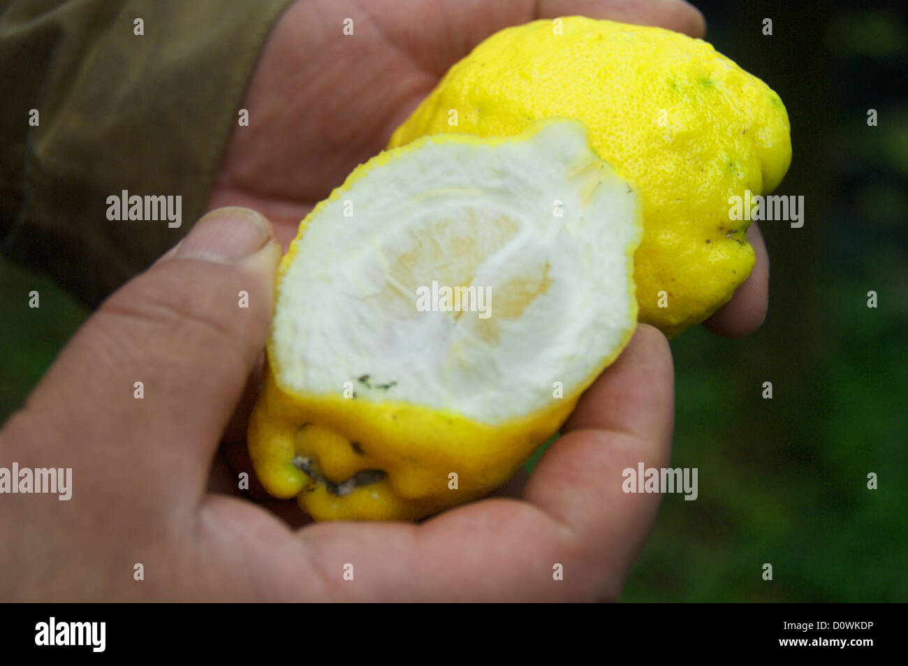 Lemons in a Sorrento, Italy, lemon orchard Stock Photo Alamy