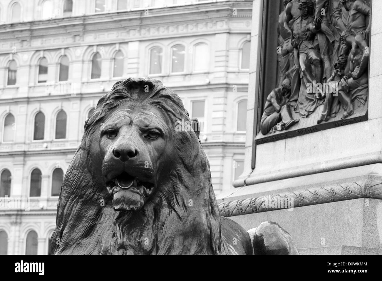 The head of a Lion statue in Trafalgar Square with buildings in the