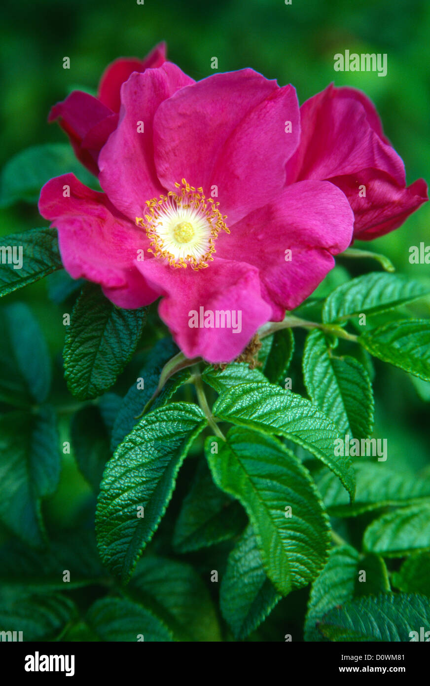 Prairie rose hi-res stock photography and images - Alamy