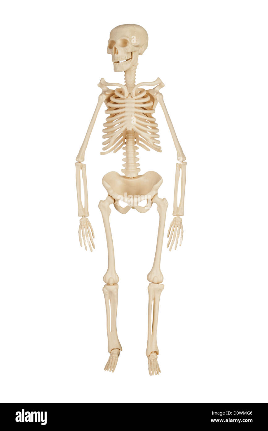 Male human skeleton hi-res stock photography and images - Alamy