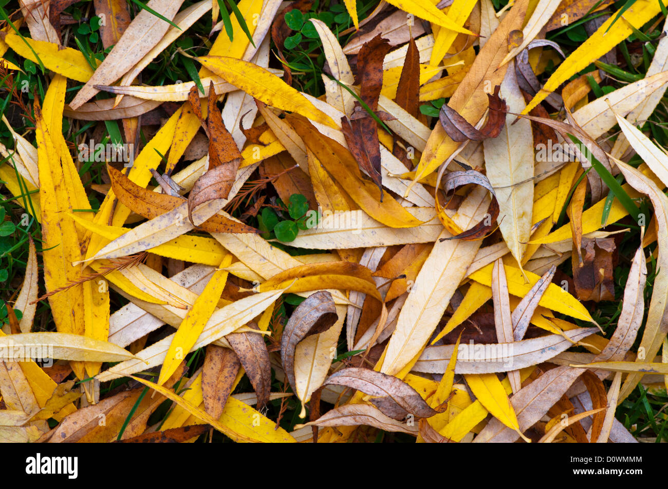 Beautiful autumn background with fallen yellow leaves Stock Photo - Alamy