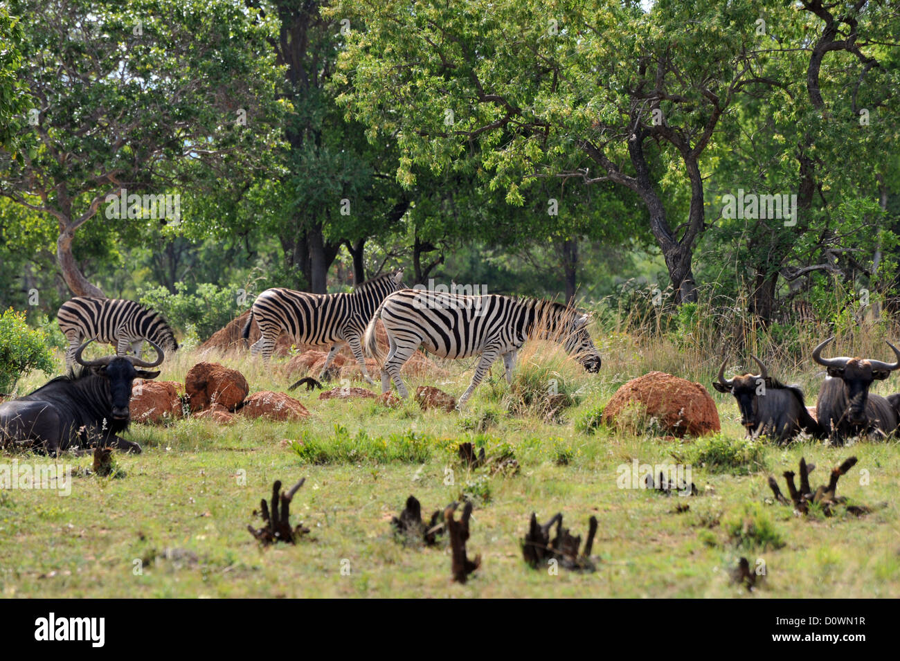 Animals roaming freely hi-res stock photography and images - Alamy
