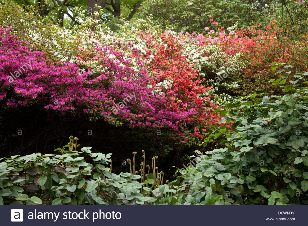 Isabella Plantation Stock Photos & Isabella Plantation Stock Images Alamy