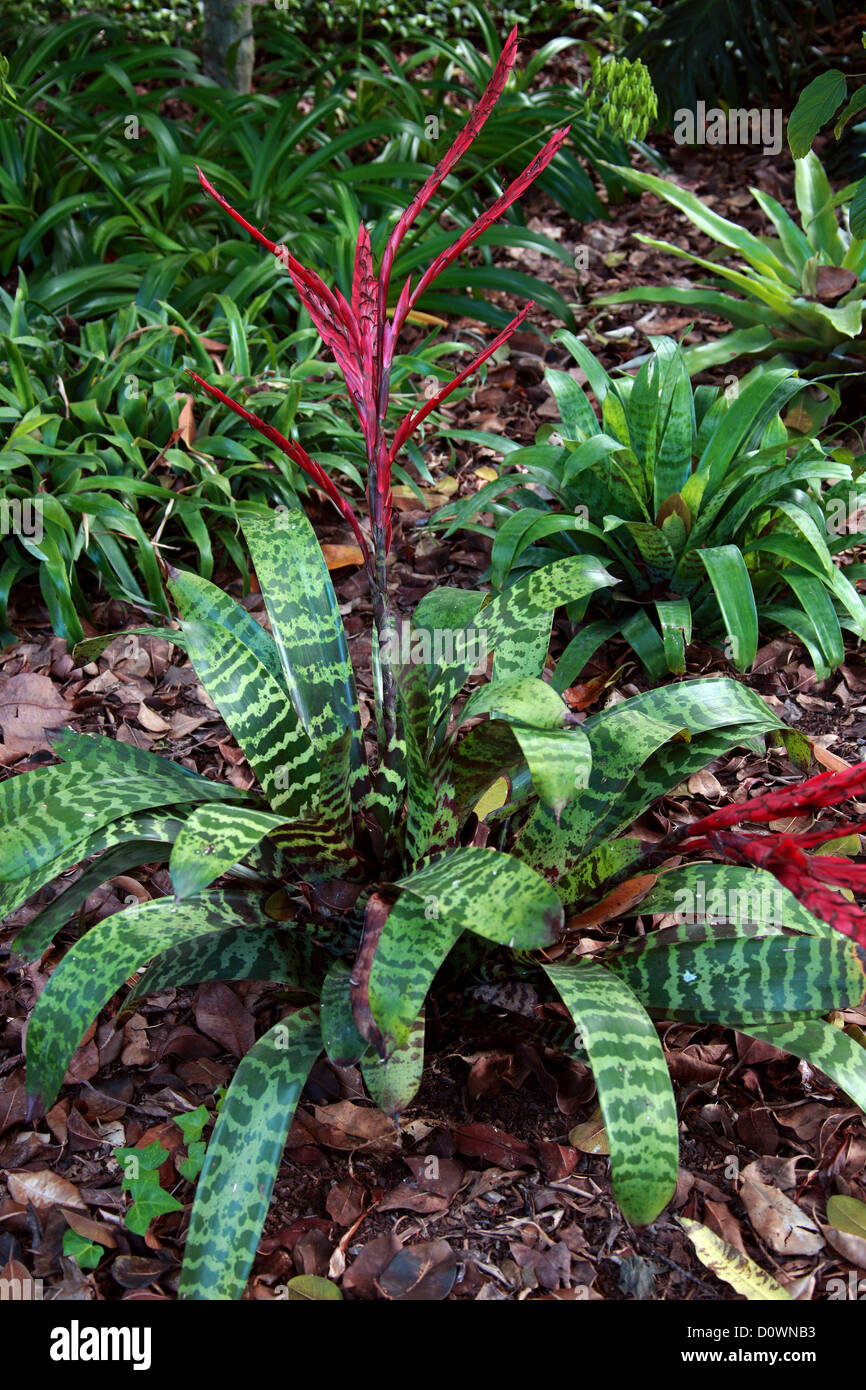 Bromeliad, Vriesea glutinosa, Bromeliaceae. Trinidad & Venezuela. Caribbean, Central America and Tropical South America. Stock Photo
