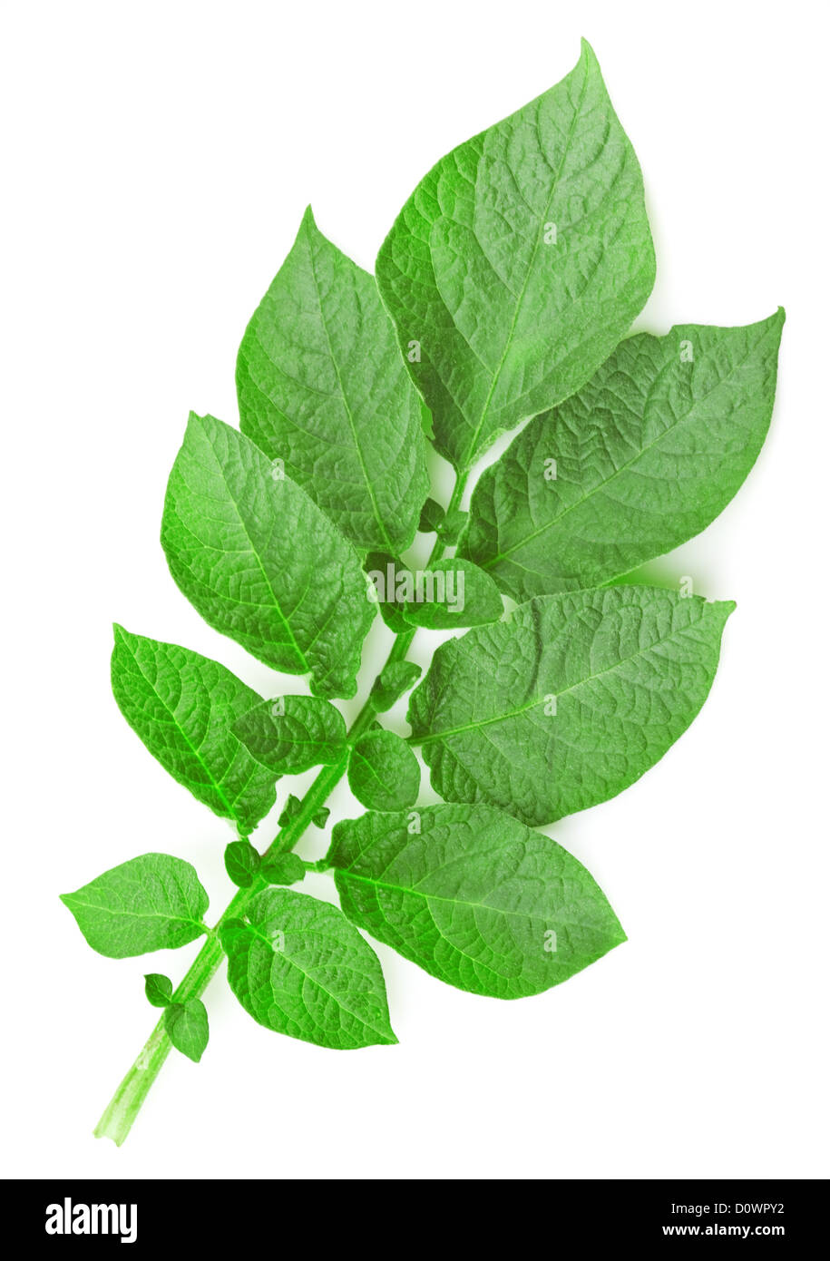 Vegetable food potato potato sprout hires stock photography and images