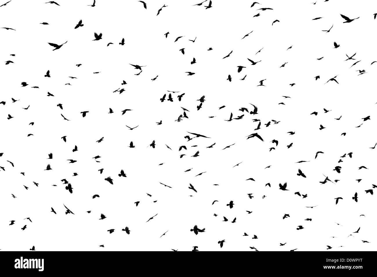 large flock of crows Stock Photo