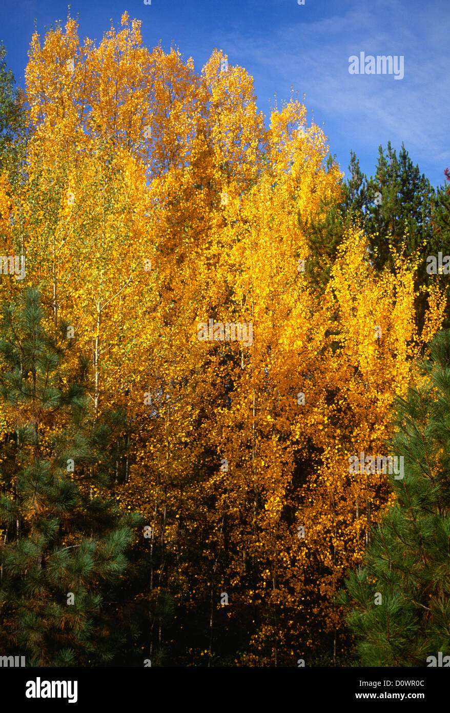 Quaking Aspen in Fall Stock Photo Alamy