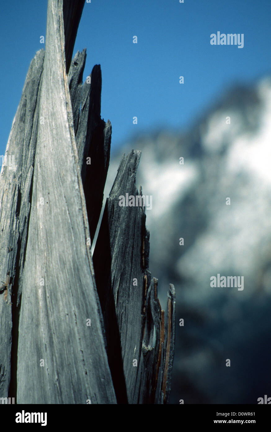 Dead Tree Snag Stock Photo Alamy
