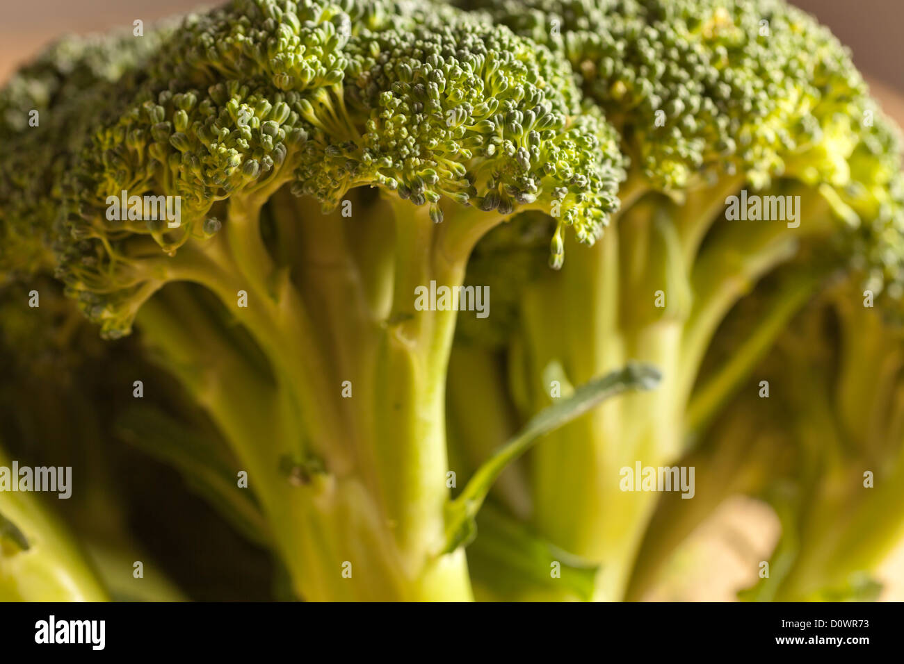 Fresh, Raw Broccoli Stock Photo