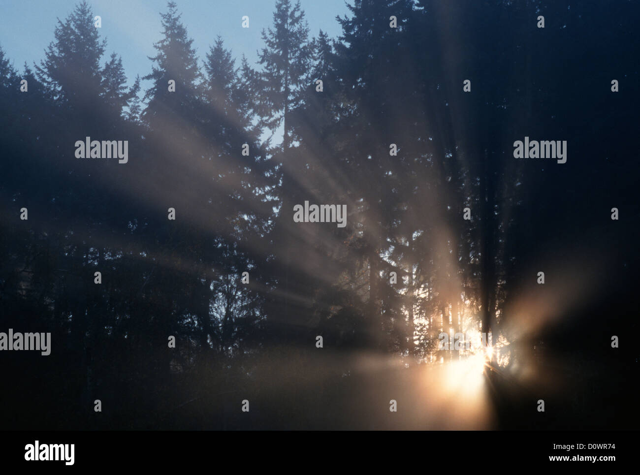 Fog through trees in hi-res stock photography and images - Alamy