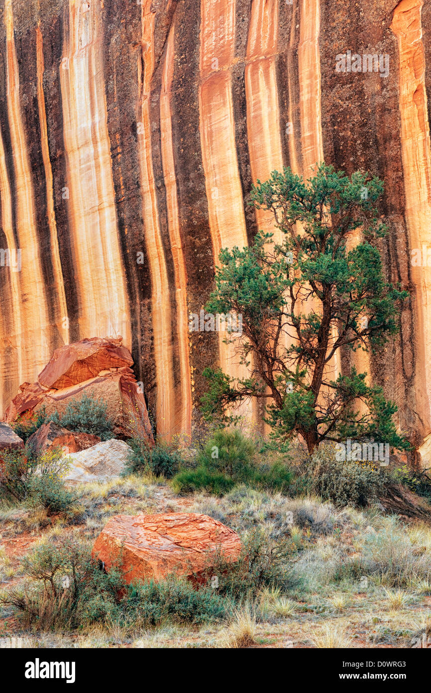 Stripes of desert varnish line the canyon walls of Capitol Gorge in Utah’s Capitol Reef National Park. Stock Photo