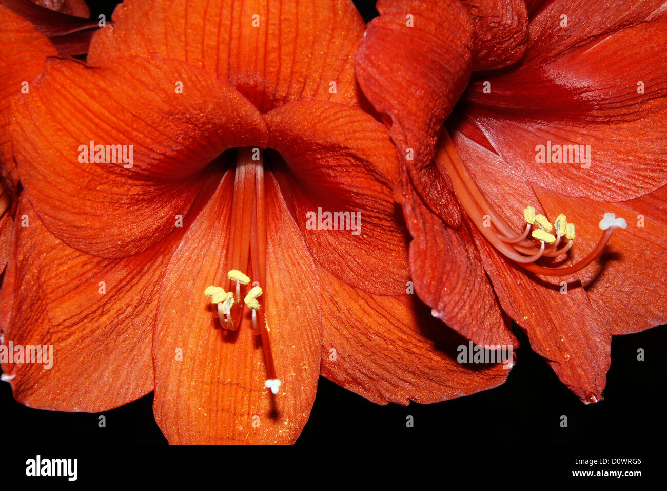 Close up of a deep red Amaryllis flower Stock Photo