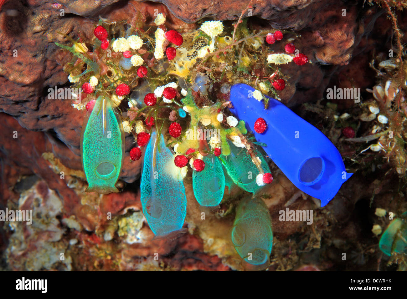 Sea squirts, tunicates, or ascidians living on the reef.. Tulamben, Bali, Indonesia. Bali Sea, Indian Ocean Stock Photo