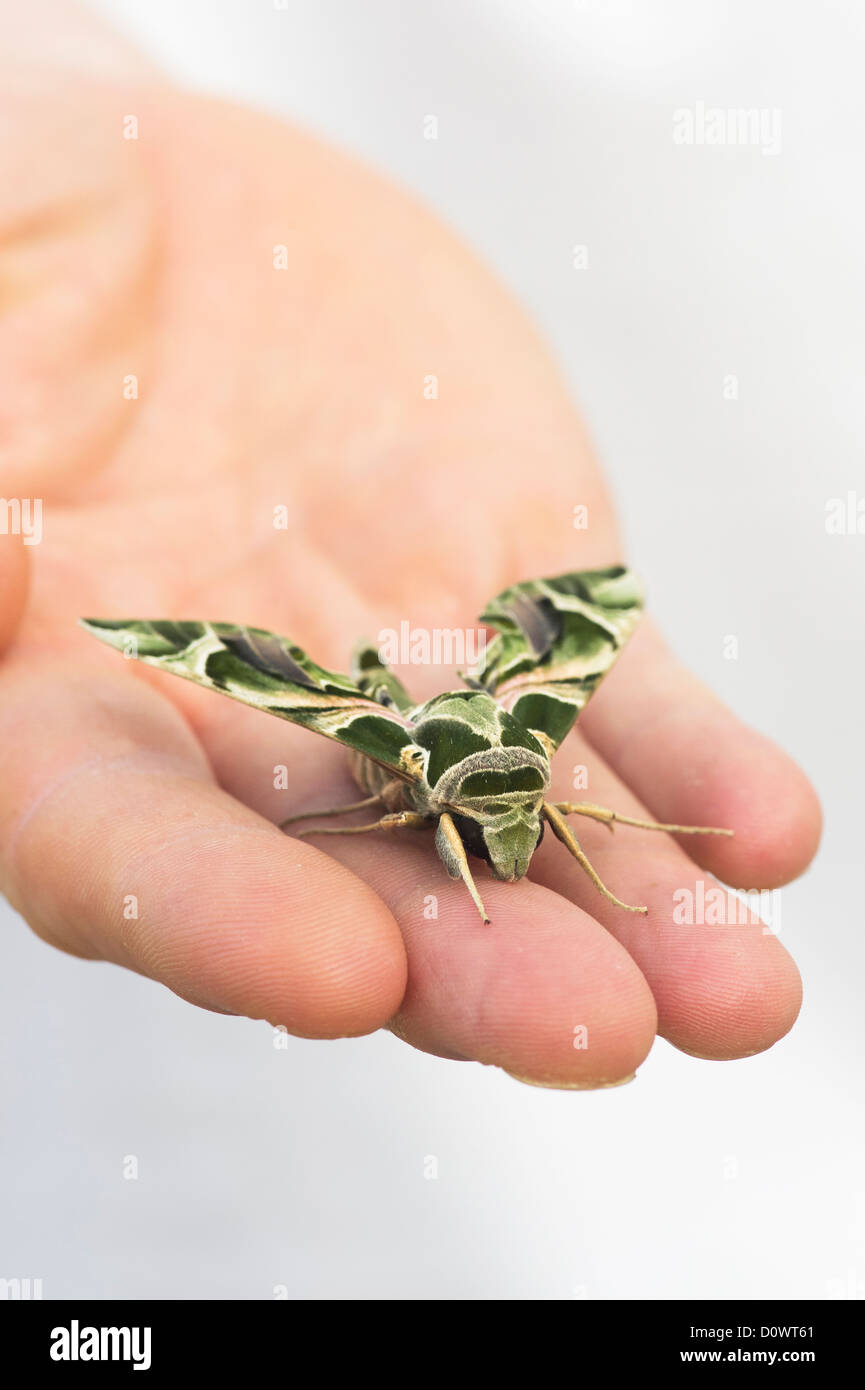 Daphnis nerii . Oleander Hawk moth on mans hand Stock Photo