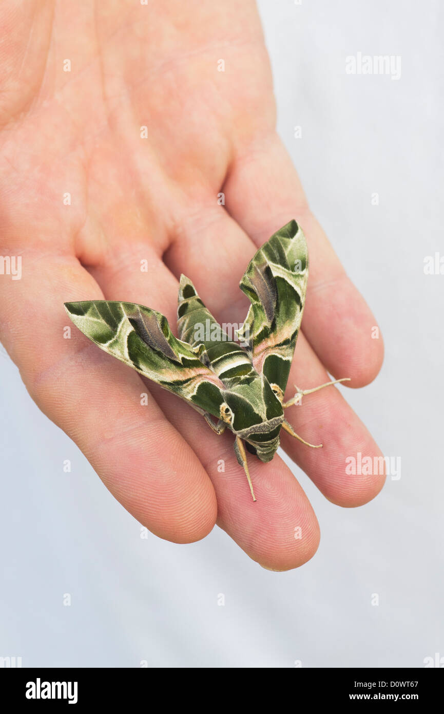 Daphnis nerii . Oleander Hawk moth on mans hand Stock Photo