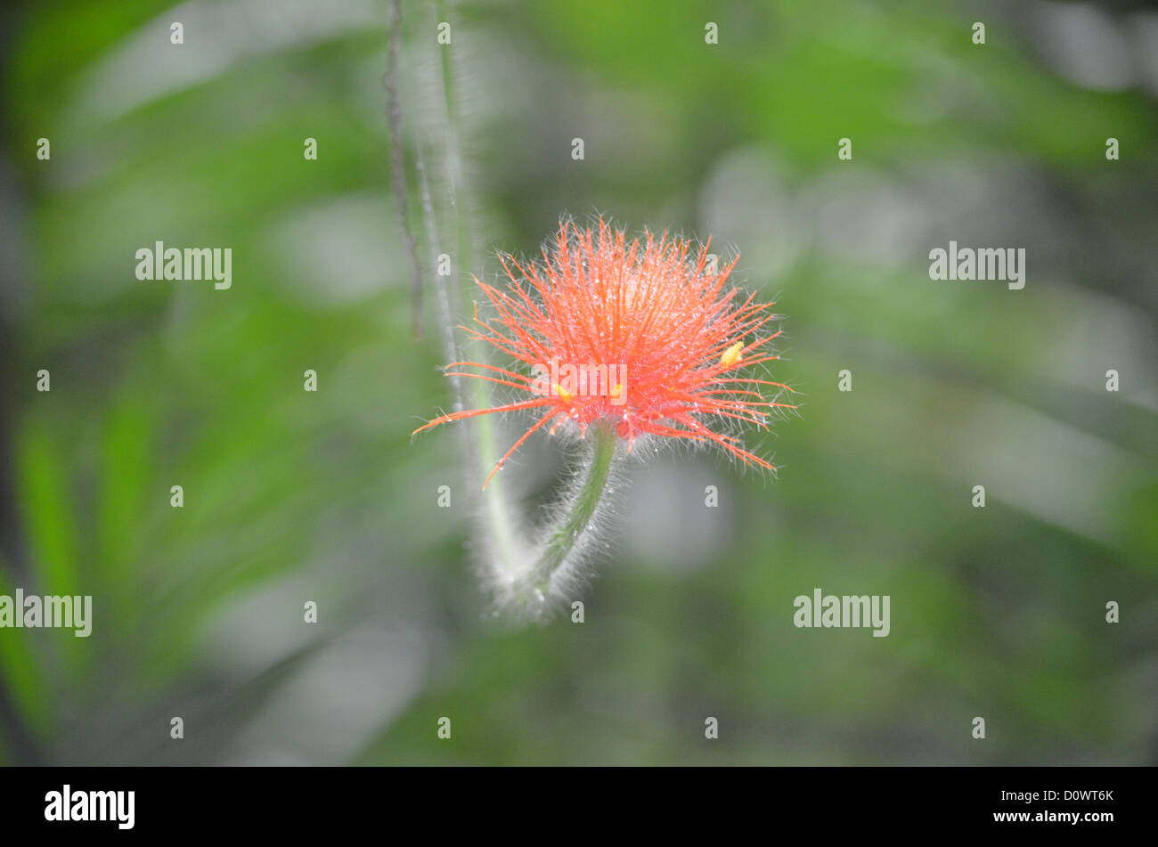 Amazon jungle flower hires stock photography and images Alamy