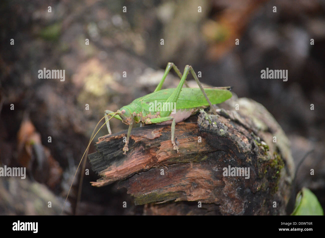 Grasshopper on a branch in the Madre de Dios region of the Peruvian Amazon Stock Photo