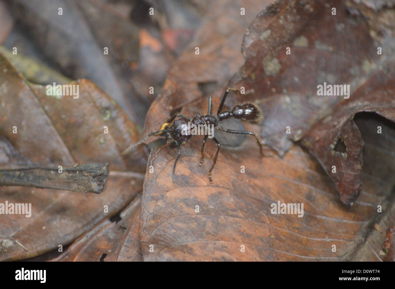 Bullet Ant on the jungle floor in the Madre de Dios region of the Peruvian Amazon Stock Photo