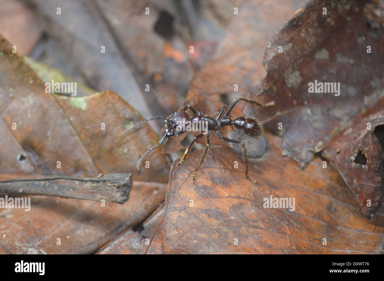 Bullet Ant on the jungle floor in the Madre de Dios region of the Peruvian Amazon Stock Photo