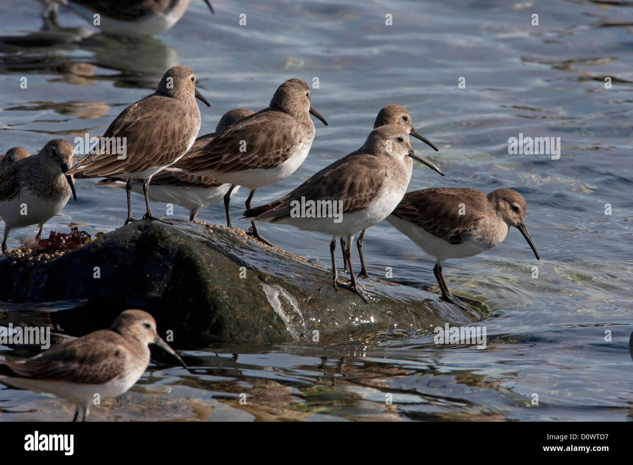 Flock of Dunlin (Calidris alpina) standing on rock along the coastline ...