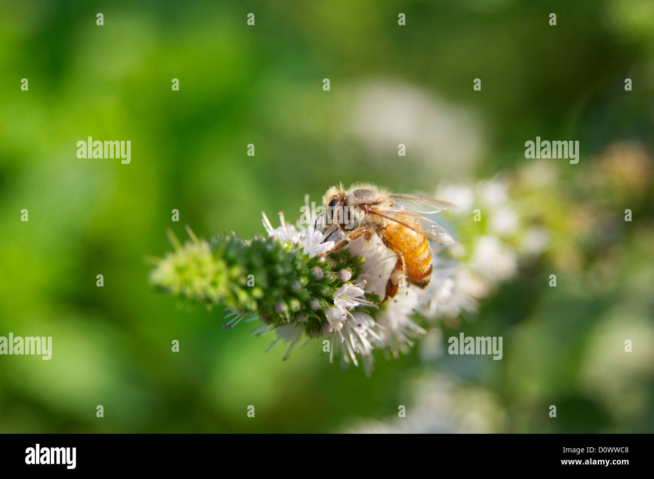 Bee gathers pollen from mint flower Stock Photo Alamy