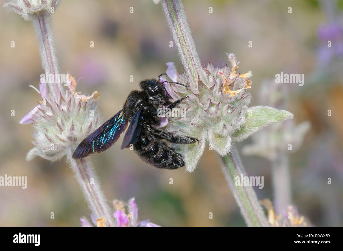 Blaue Holzbiene, Xylocopa violacea, carpenter bee Stock Photo