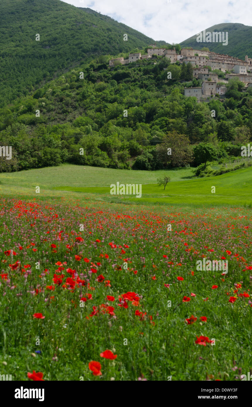 Wild flowers in italy hi-res stock photography and images - Alamy