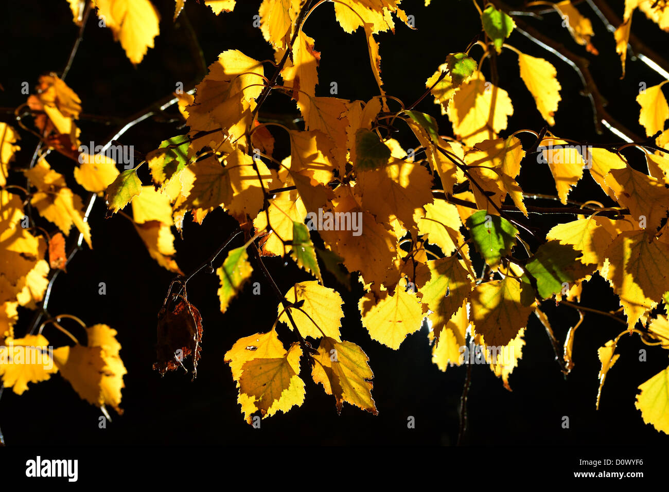 Birch Leaves in fall Stock Photo - Alamy