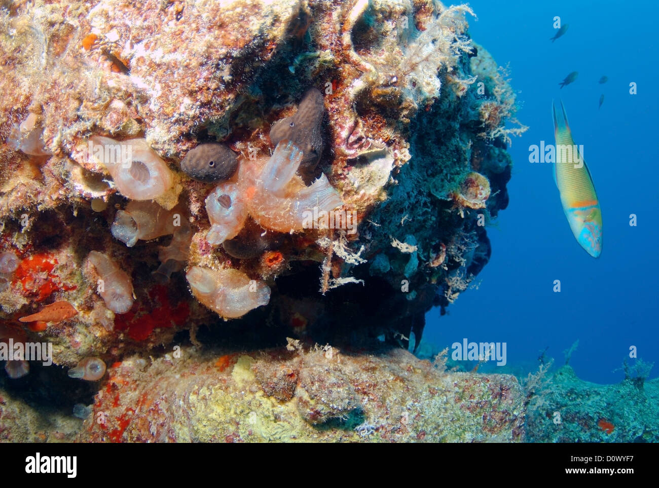 Moon wrasse or crescent wrasse (Thalassoma lunare) is swimming next to the colony ascidians or sea squirts (Halocynthia sp.) Stock Photo