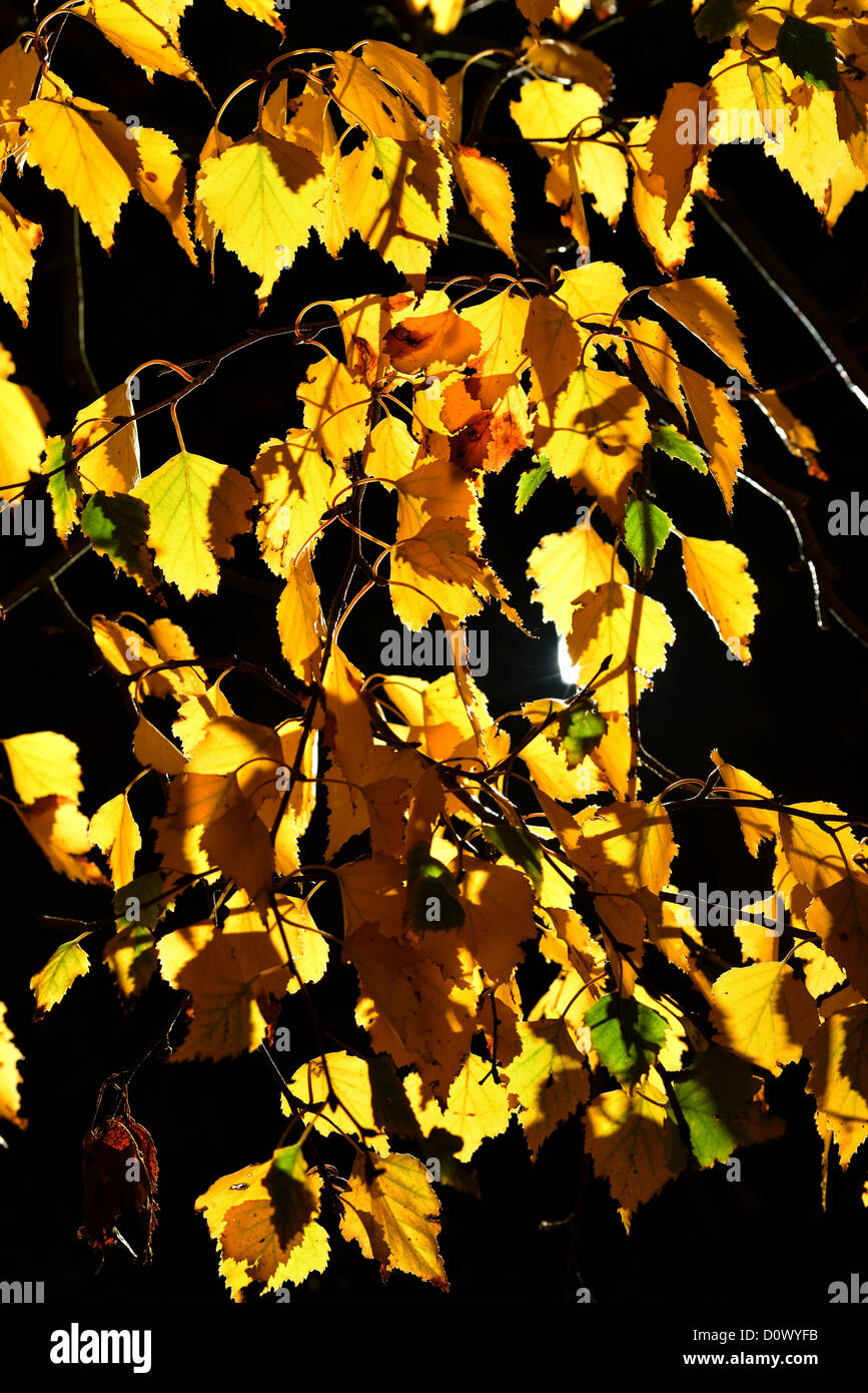 Birch Leaves in fall Stock Photo - Alamy