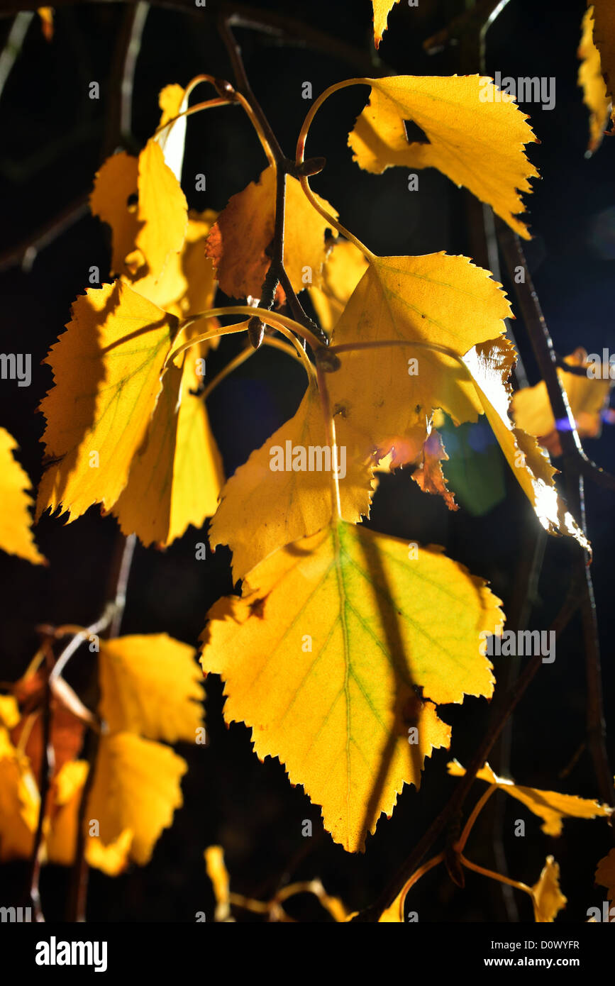 Birch Leaves in fall Stock Photo - Alamy