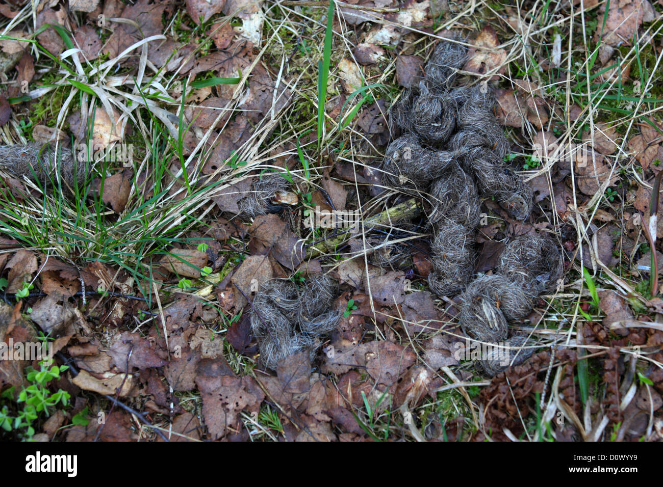 Droppings of European Wolf (Canis lupus) with hairs from prey. Europe, Estonia Stock Photo