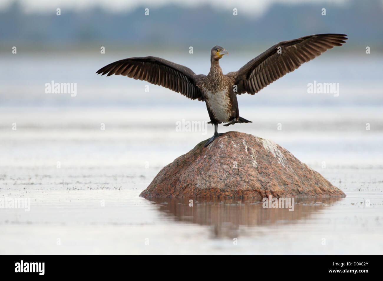 Cormorant (Phalacrocorax carbo), Europe, Estonia. Stock Photo