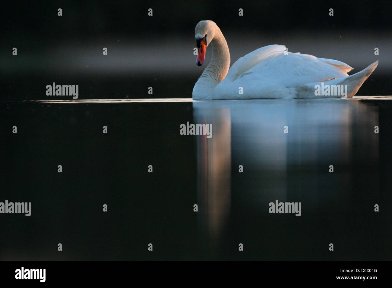 Mute swan (Cygnus olor), Europe Stock Photo