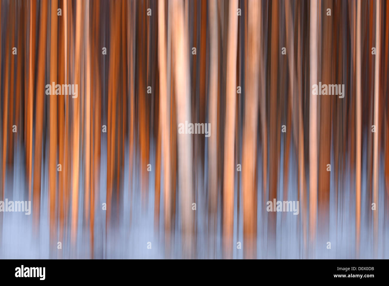 Line of trees painted by the sunset, abstract. Stock Photo