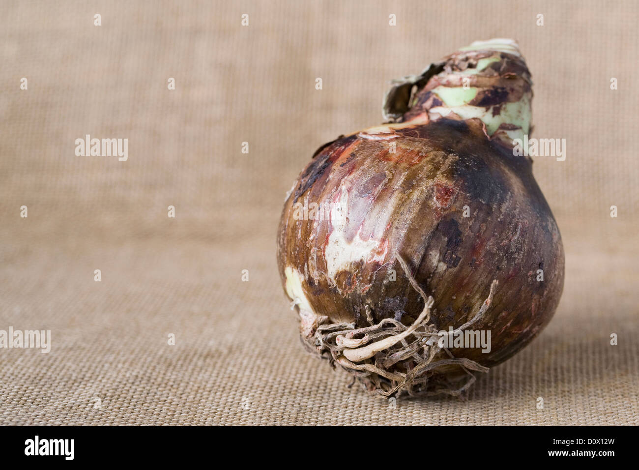 A single Hippeastrum bulb on a hessian background. Amaryllis bulb. Stock Photo