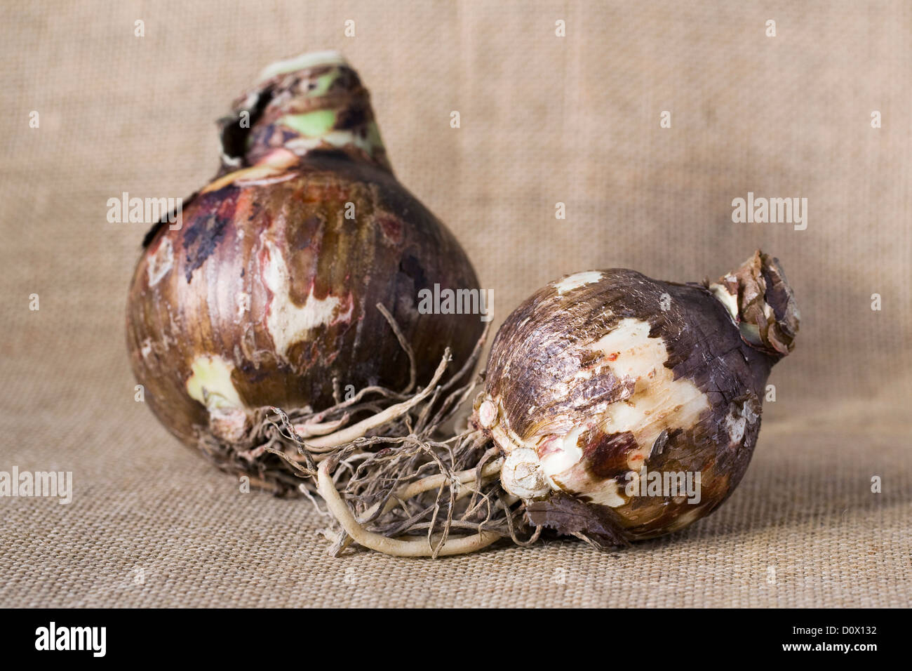 Two Hippeastrum bulbs on a hessian background. Amaryllis bulbs. Stock Photo
