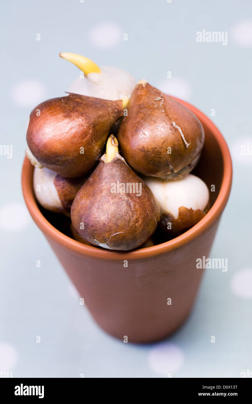 Tulipa 'Apricot Beauty' bulbs in a terracotta pot. Stock Photo