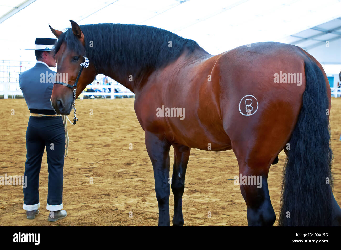 Fair Horses Spanish Horses Stock Photo Alamy