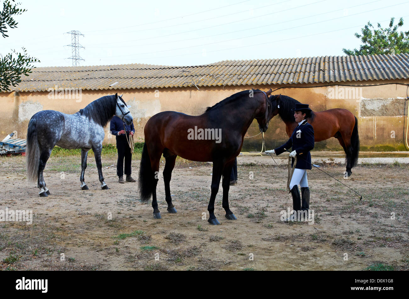 Fair Horses Spanish Horses Stock Photo Alamy