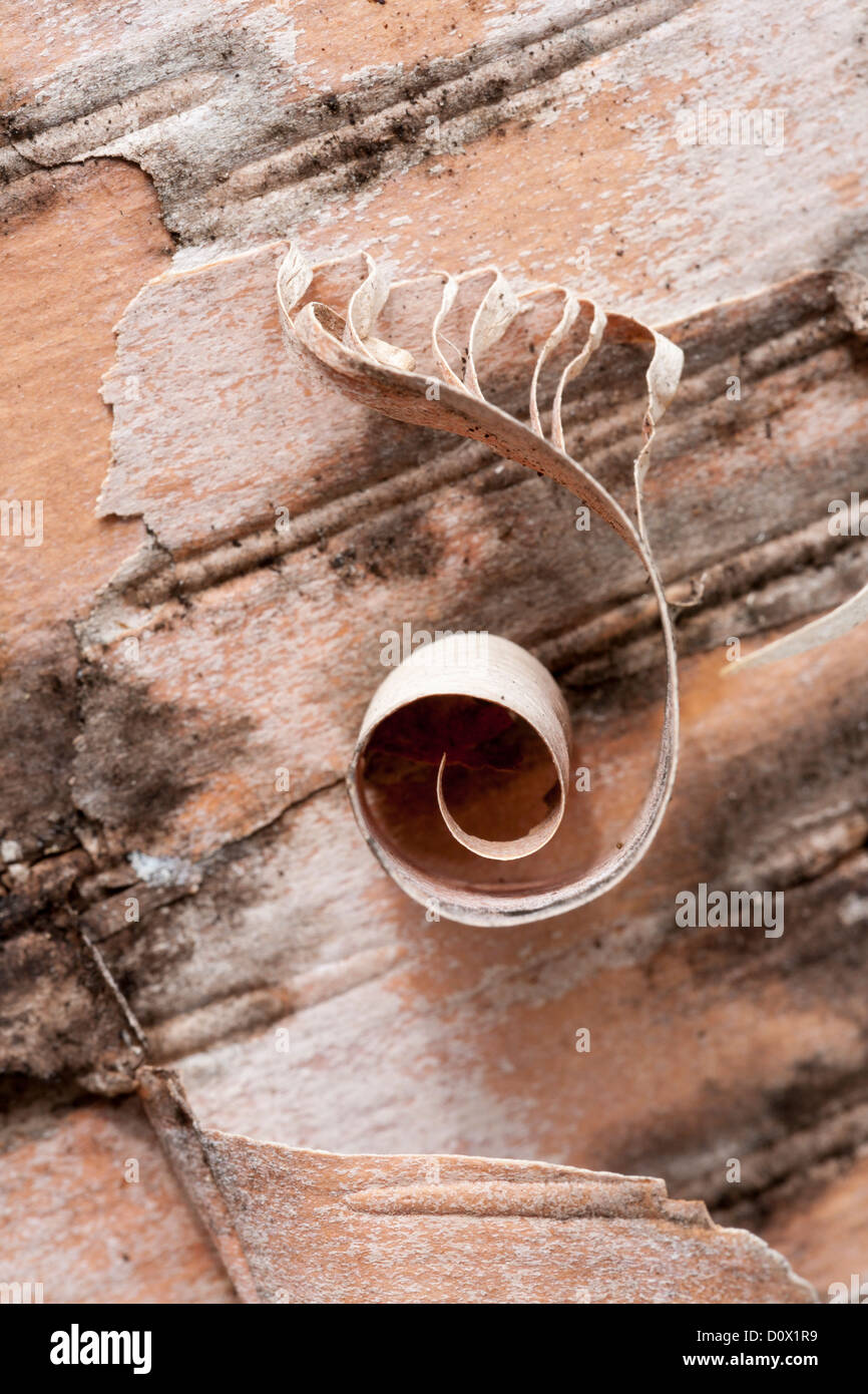 Birch Bark Curl. A curl of white birch bark clings to the trunk of an