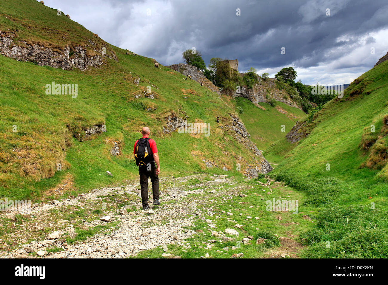 Summer view of an adult male walker, walking through Cave Dale with the ruins of Peveril Castle, Castleton village, Hope Valley, Stock Photo