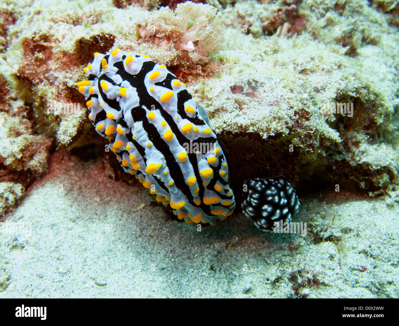 Phyllidia varicosa and other specie of nudibranch, Stock Photo