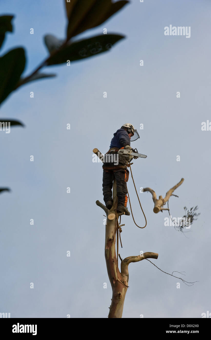 Arborist  removing a large Eucalyptus tree from a suburban garden. Stock Photo