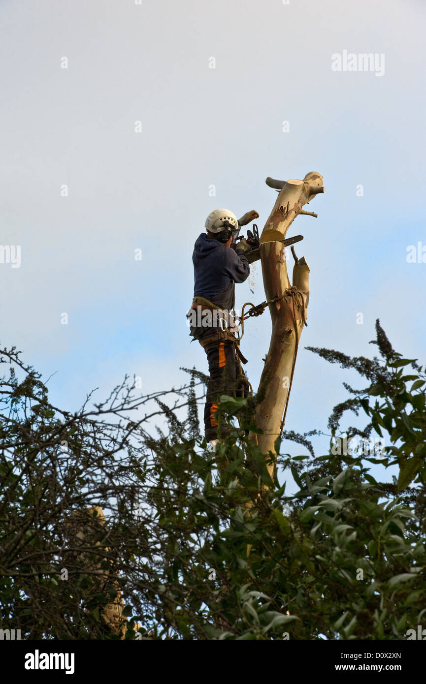 Arborist  removing a large Eucalyptus tree from a suburban garden. Stock Photo