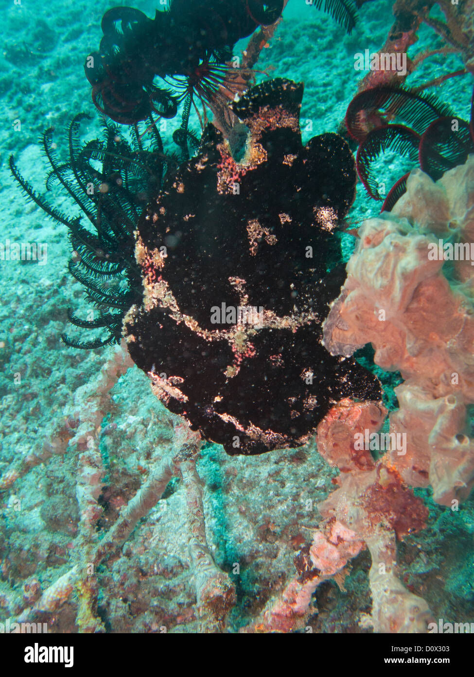 Black frogfish Stock Photo