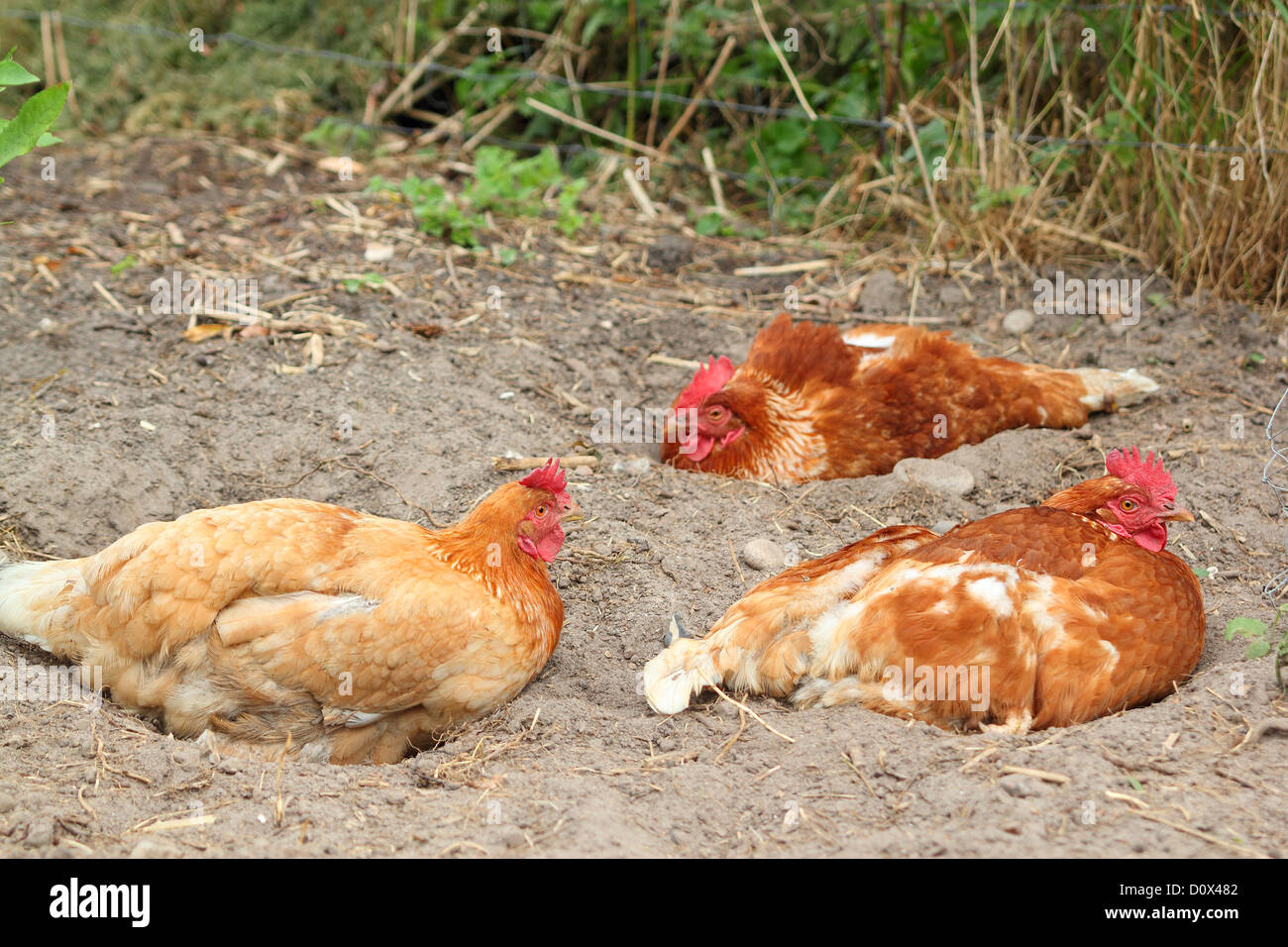 three chicken bathing in sand Stock Photo Alamy