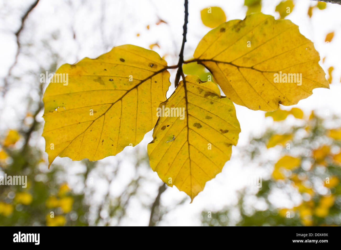 Ashridge in autumn, Hertfordshire, UK. Stock Photo