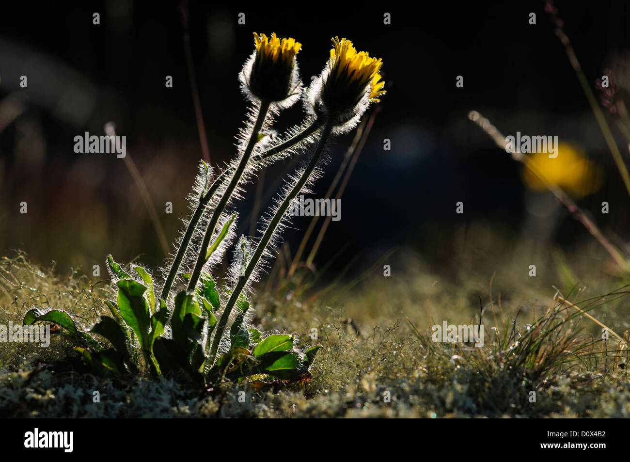 Alpine Hawkweed with hairs on the stem in backlight, Dovrefjell National Park, Norway Stock Photo