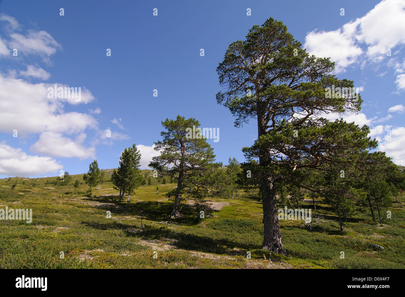 Pine trees on a high plateau in Jotunheimen National Park, Norway Stock Photo